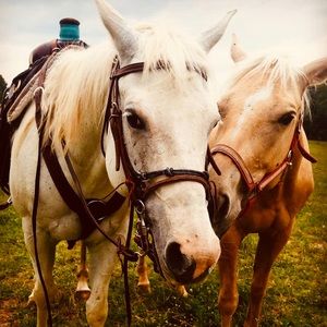 Meet your Posher, Tracy